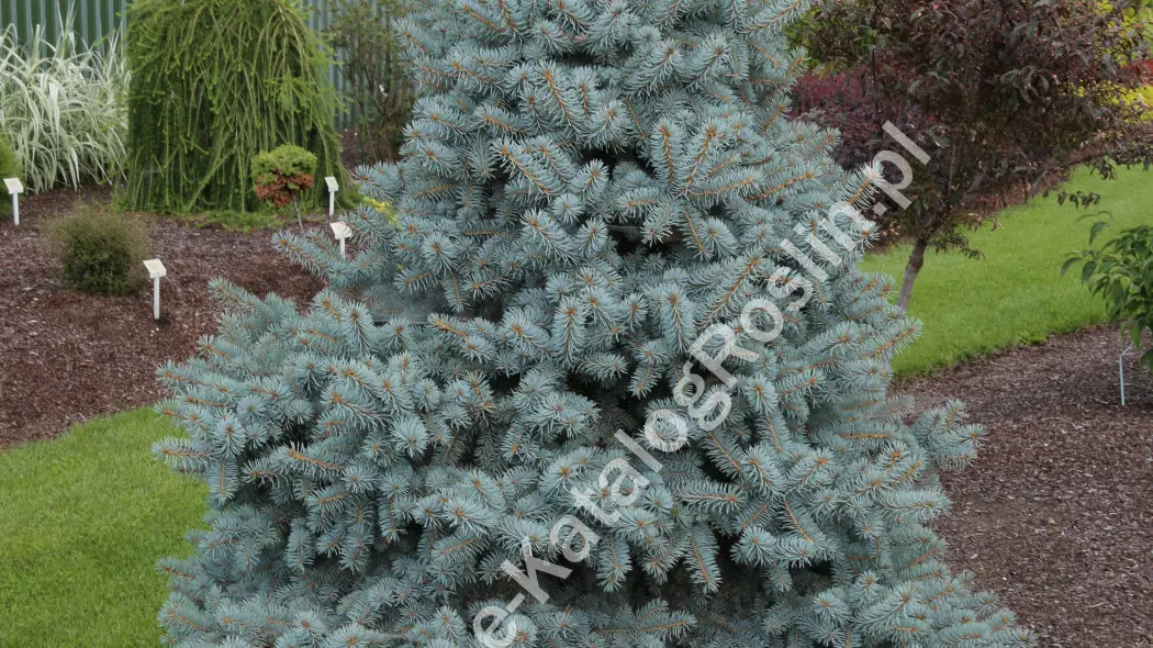 Świerk kłujący (Picea pungens) ‘Blue Trinket’. Stożkowate drzewo iglaste o niebieskich igłach.