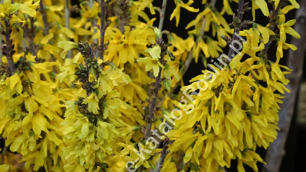 Forsycja pośrednia (Forsythia x intermedia) ‘Nimbus’ kwitnąca na żółto wczesną wiosną