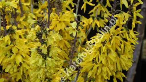 Forsycja pośrednia ‘Nimbus’