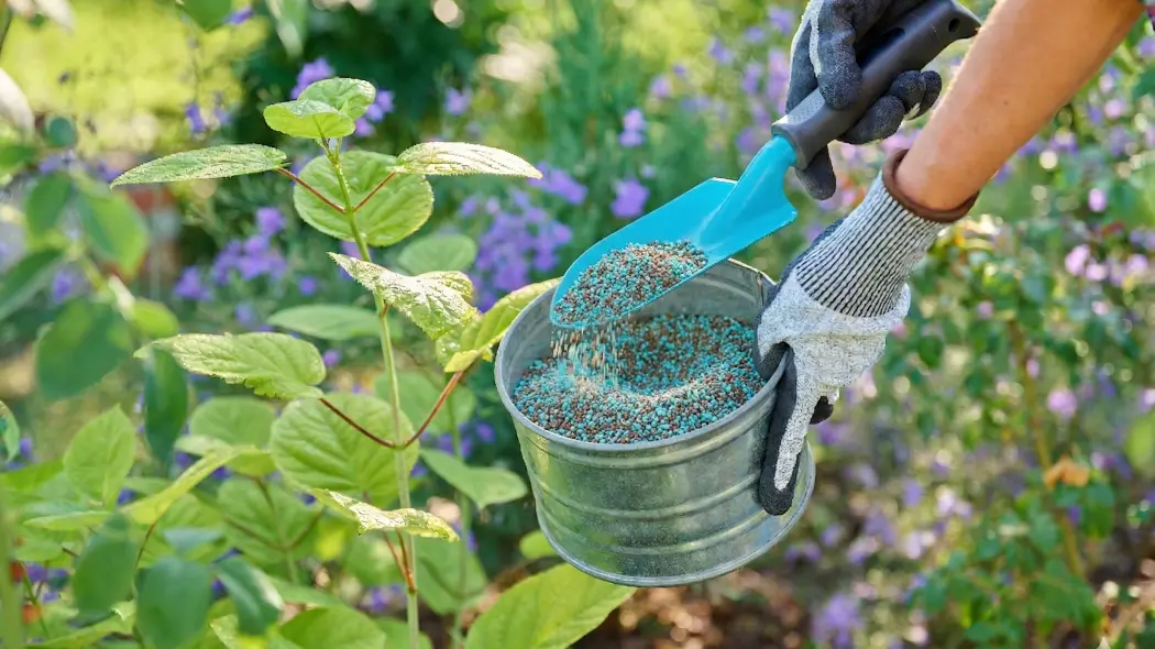 Niebieskie granulki w nawozie? Uniwersalne zastosowanie i efekt na 3 miesiące