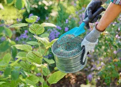 Ten sam nawóz do różnych roślin? Sprawdź działanie tych niebieskich granulek