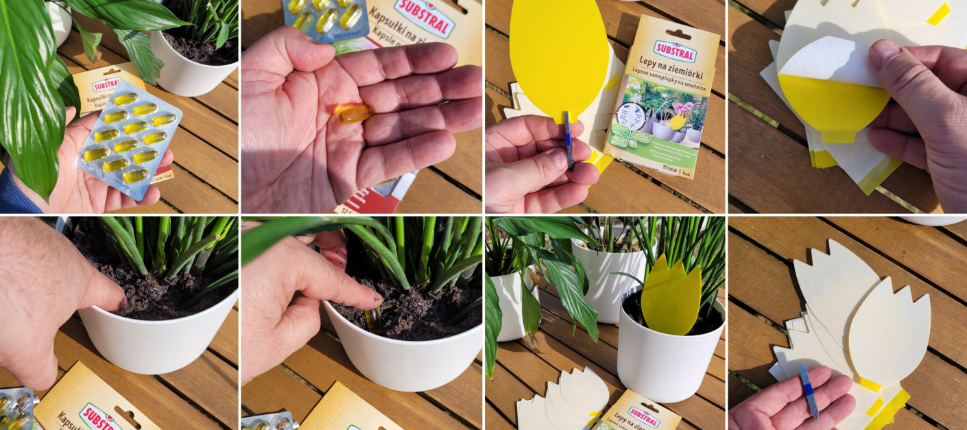 Skuteczna walka z ziemiórkami bez oprysków. Co zastosować na larwy, a co na muszki