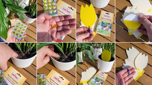 Jak pozbyć się ziemiórek bez chemicznych preparatów? Wystarczą te dwie rzeczy