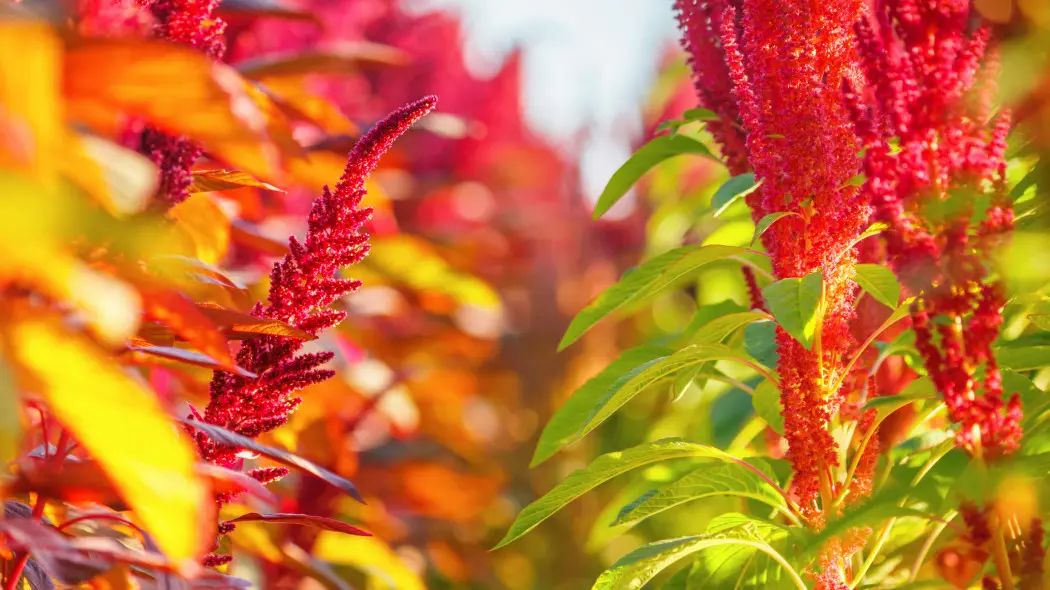 Kwiat amarantusa jest… spektakularny i trochę dziwny – ale w tym jego urok