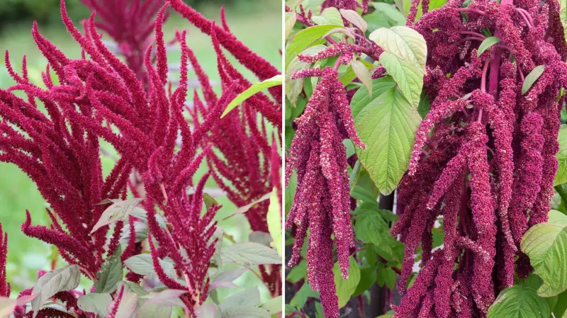 Amarantus, czyli szarłat