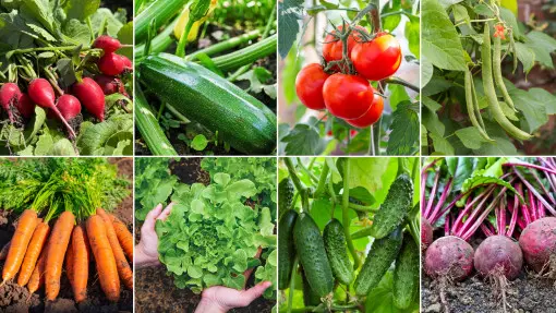 8 warzyw, które dają duży plon przy minimalnej pielęgnacji