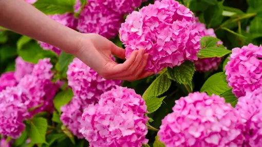 Ten duet z kuchennych resztek to booster kwitnienia dla hortensji
