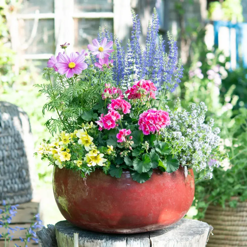 Pelargonie w kompozycji z bylinami