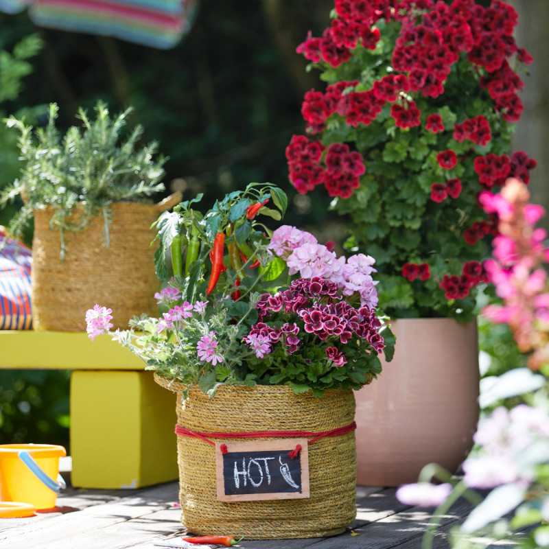 Pelargonie i papryczki chili