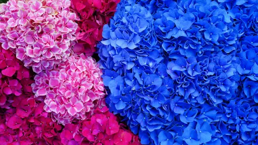 Wiosną zmień pH gleby pod hortensją. Latem zobaczysz różnicę w kolorze kwiatów