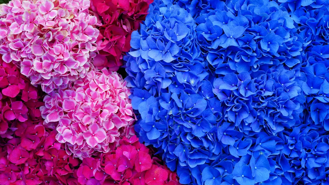 Wiosną zmień pH gleby pod hortensją. Latem zobaczysz różnicę w kolorze kwiatów