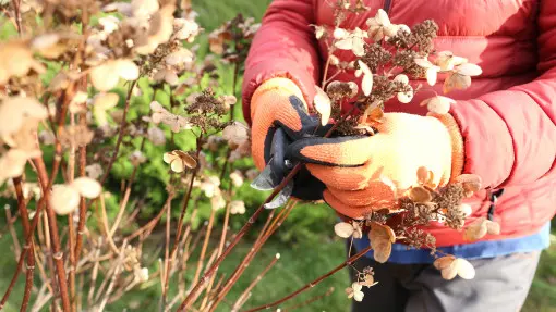Sprawdź to przed cięciem. Nie każdą hortensję przycina się tak samo