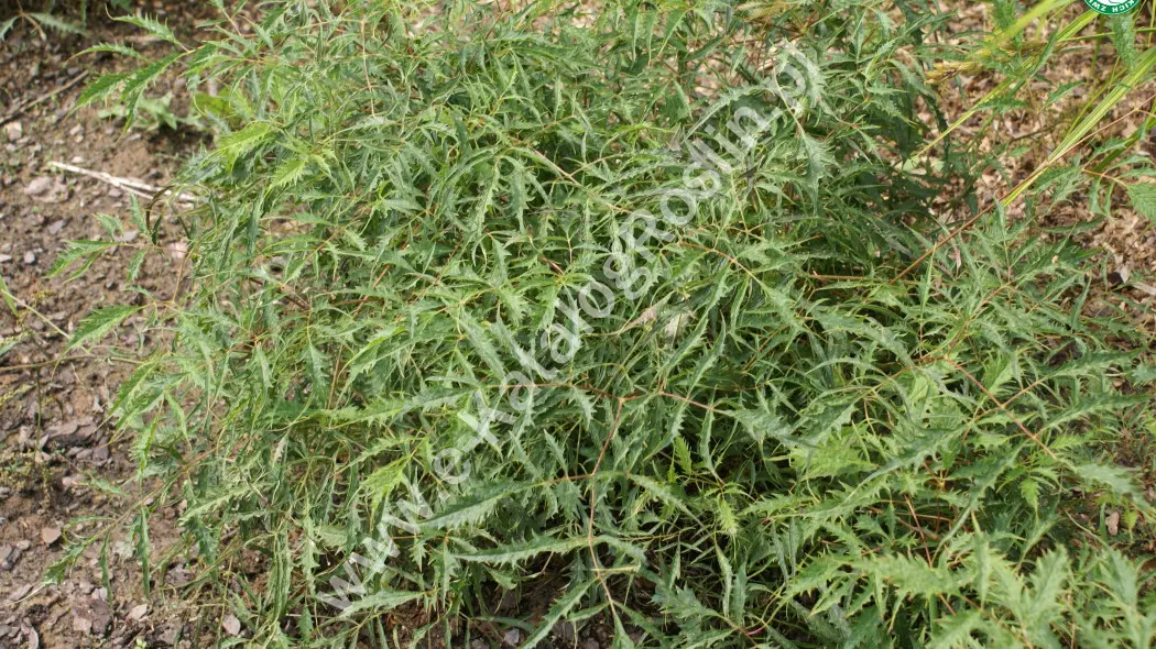 Parzydło leśne (Aruncus dioicus) ‘Kneiffii’. Bylina ogrodowa o wąskich, powcinanych liściach