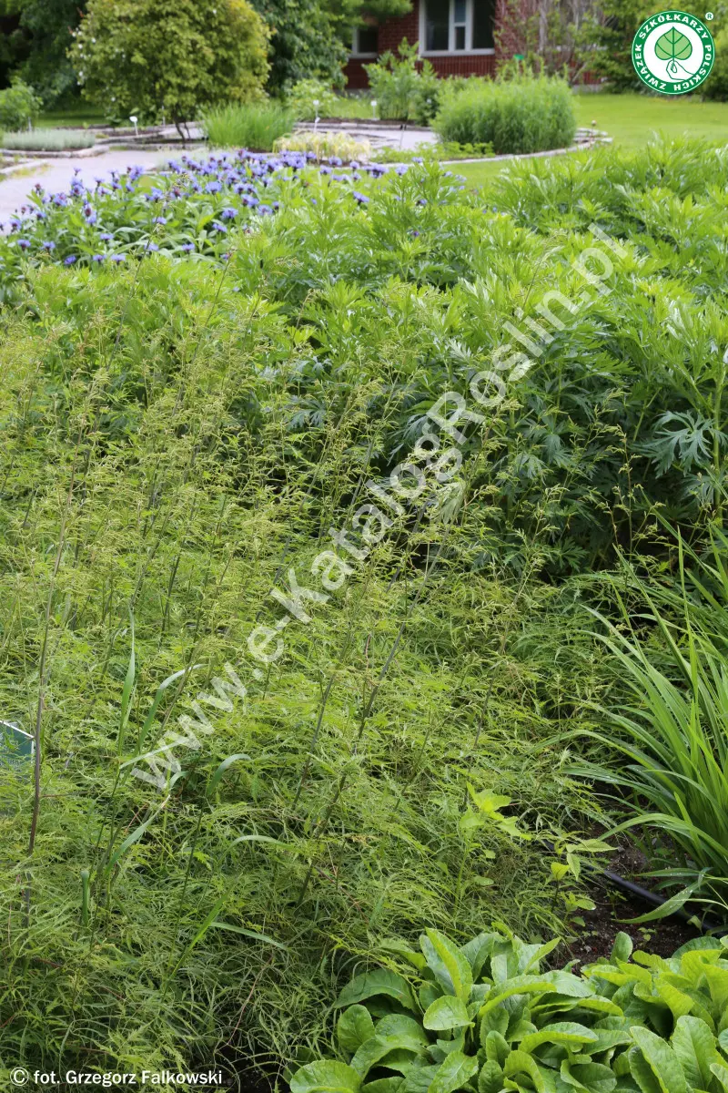 Parzydło leśne ‘Kneiffii’