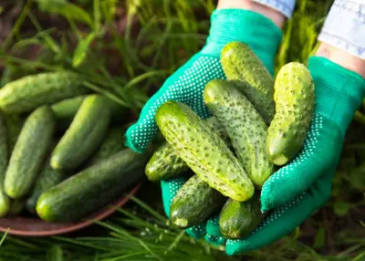 Ogórek gruntowy – nowości i pewniaki dla amatorów. Jakie odmiany wybrać w sezonie 2026?