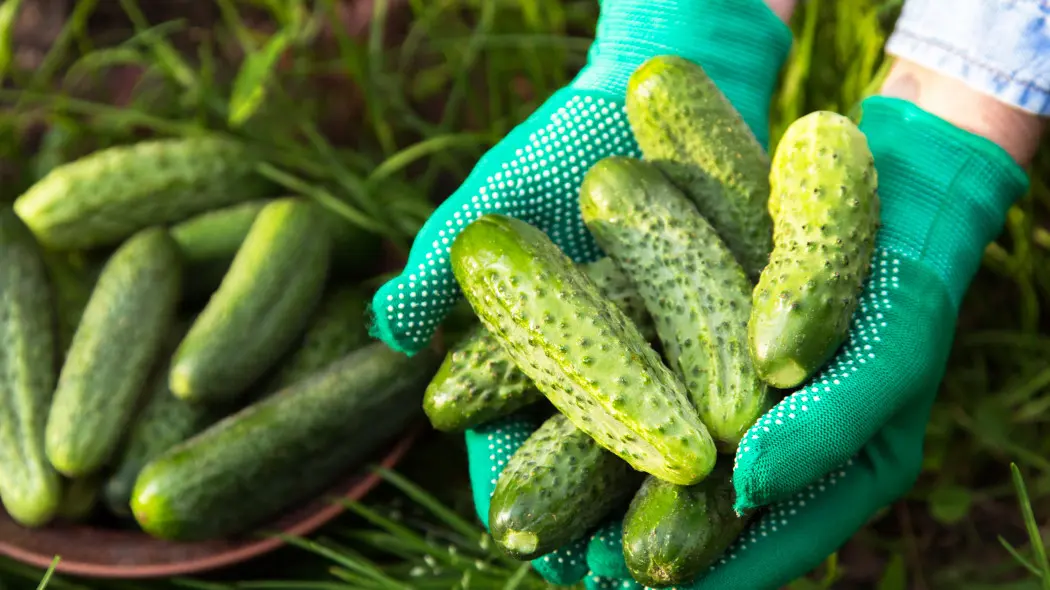Ogórek gruntowy – nowości i pewniaki dla amatorów. Jakie odmiany wybrać w sezonie 2026?