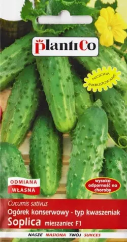 Ogórek SOPLICA F1