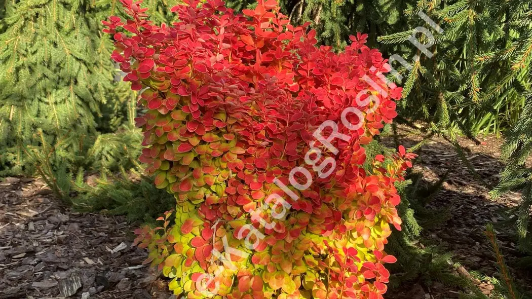 Berberys Thunberga ‘Orange Ice’ PBR