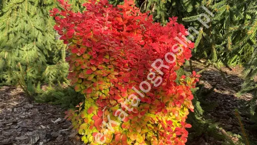 Berberys Thunberga ‘Orange Ice’ PBR