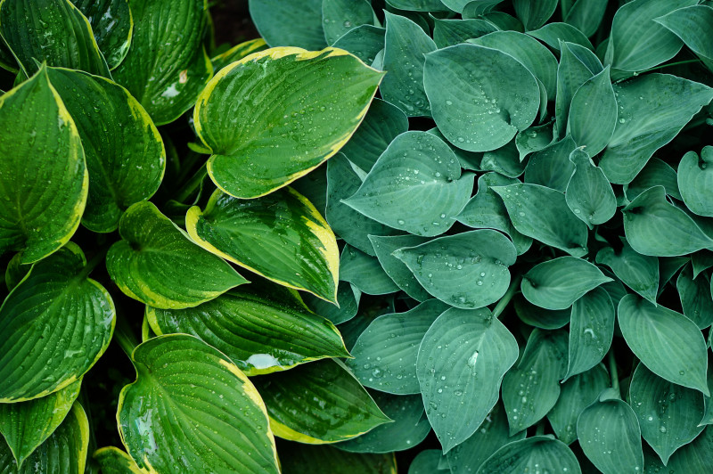 Funkia - bylina o ozdobnych liściach