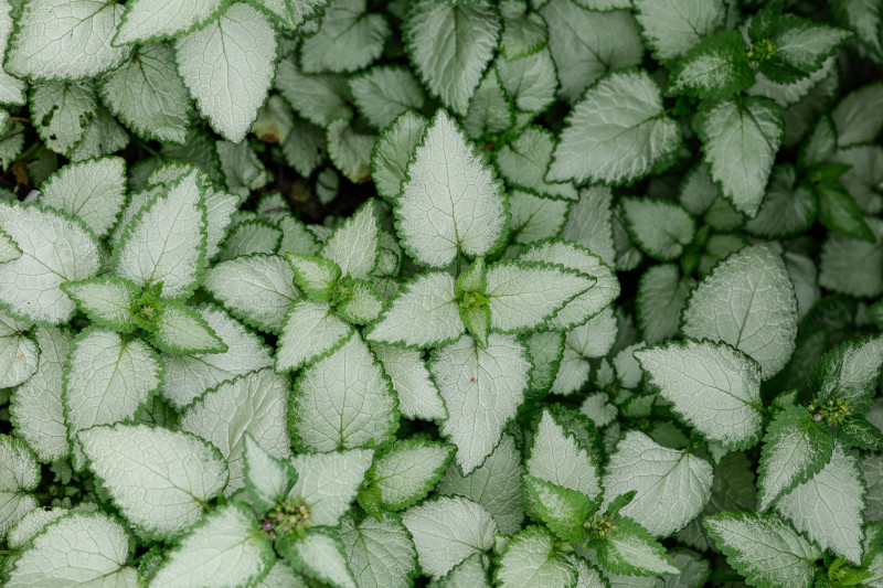 Jasnota - bylina o ozdobnych liściach