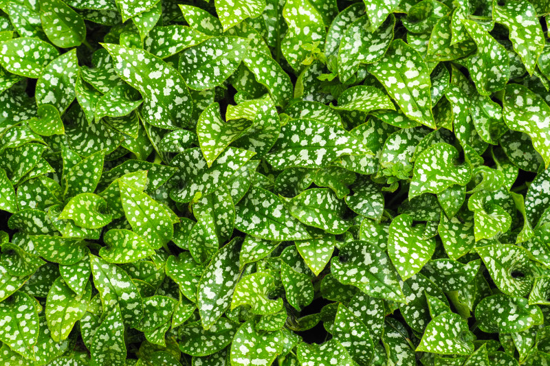 Miodunka - bylina o ozdobnych liściach