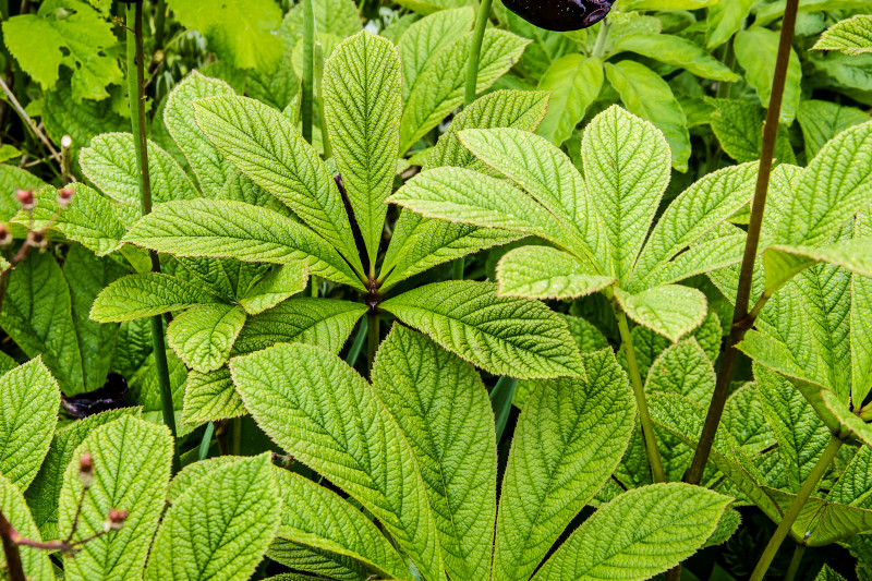 Rodgersja - bylina o ozdobnych liściach