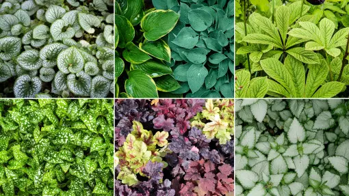 Nie wszystko na rabacie musi kwitnąć – czasem liście są tak piękne jak kwiaty