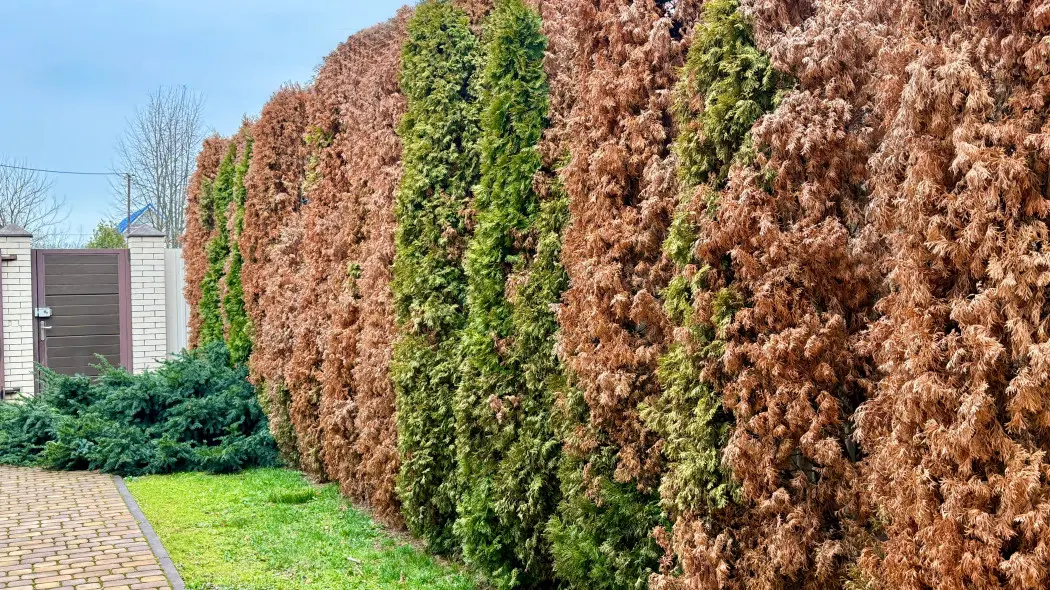 Iglaki po zimie często wyglądają gorzej, ale to nie znaczy, że od razu potrzebują nawozu