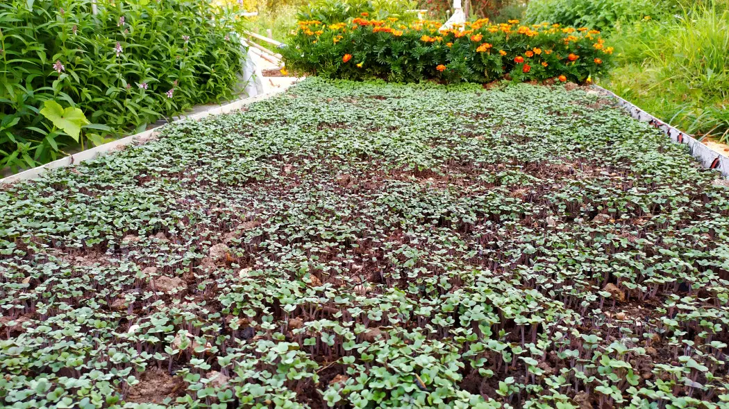 Wiosenne nawozy zielone