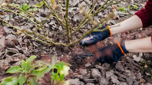 Pierwsze nawożenie róż w sezonie. Kiedy zacząć? Co stosować?