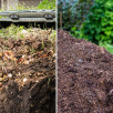 Organiczne nawożenie róż – jak i czym naturalnie zasilać krzewy, by kwitły obficie?
