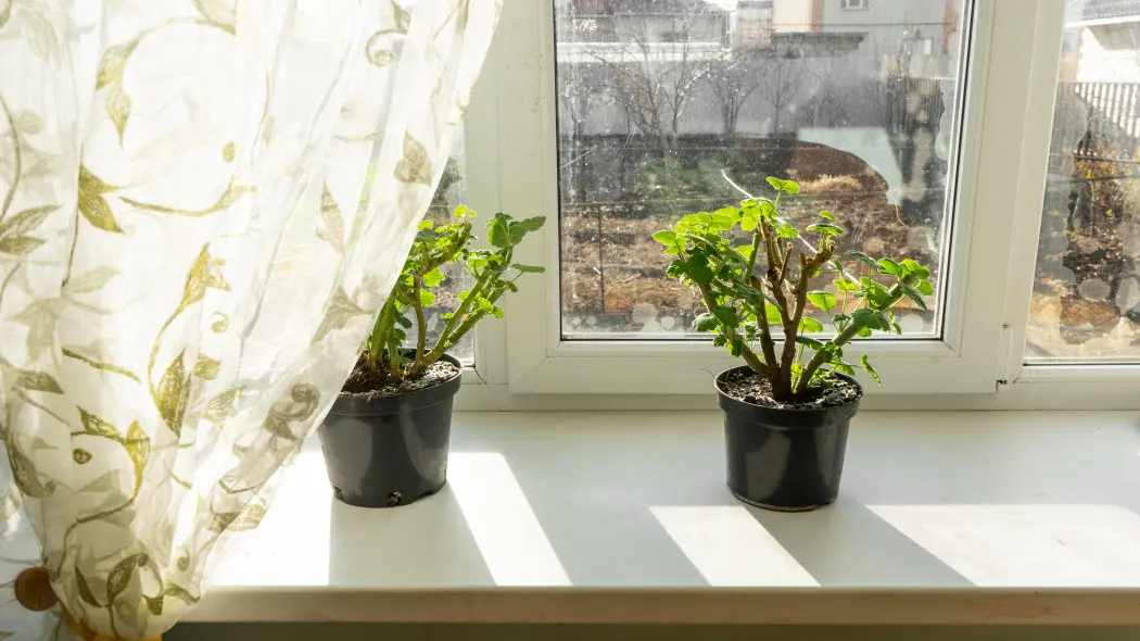 Pelargonie po zimowaniu. Kiedy zacząć nawożenie, żeby ruszyły z kwitnieniem?