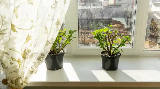 Pelargonie po zimowaniu. Kiedy zacząć nawożenie, żeby ruszyły z kwitnieniem?