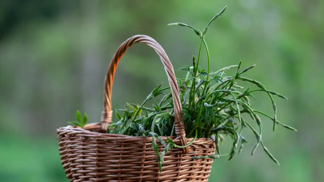 Młode pędy chmielu zwyczajnego w wiklinowym koszyku