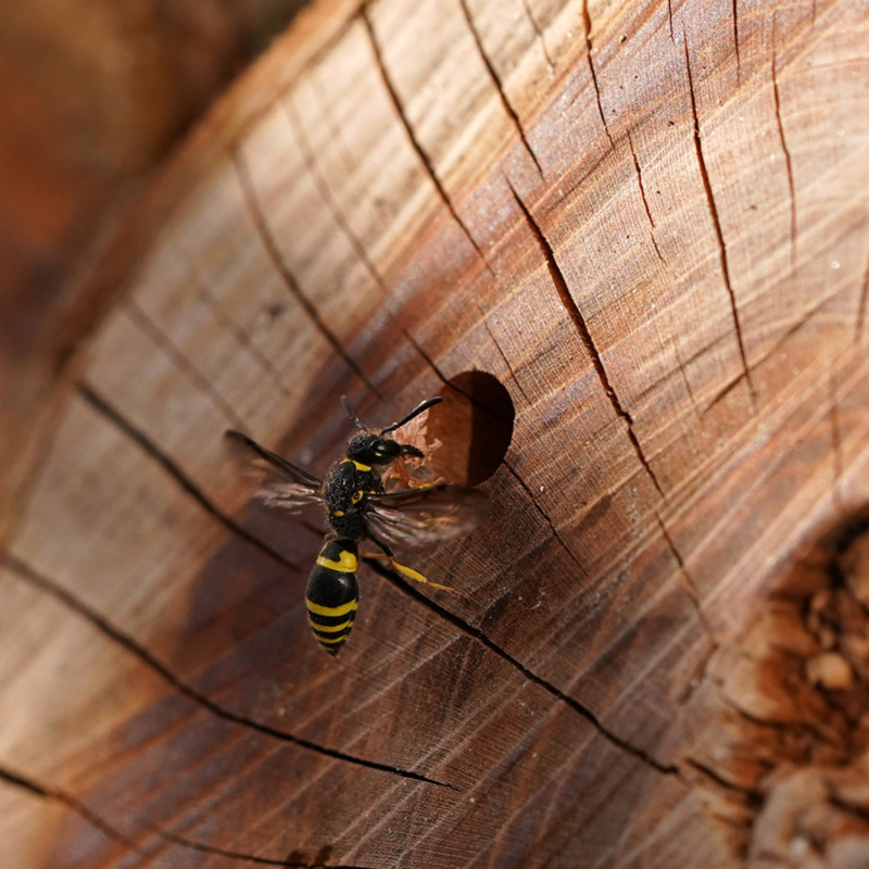 Samotna osa z rodzaju
bolica