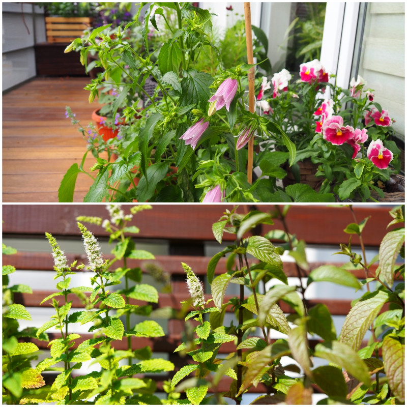 Gatunki ozdobne i zioła na balkonie