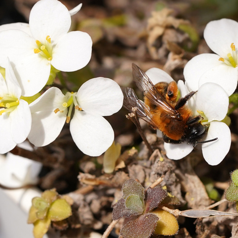 Pszczolinka metaliczna