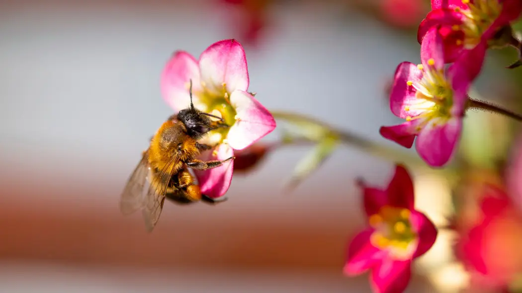 Balkon dla zapylaczy