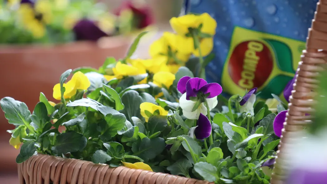 Wiosenny balkon z COMPO