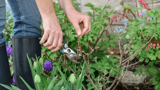 Kiedy i jak przycinać hortensje po zimie? Sprawdź, by nie popełnić błędu