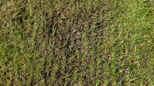 Dosiewka czy nawożenie? Co zrobić najpierw? Większość popełnia ten sam błąd