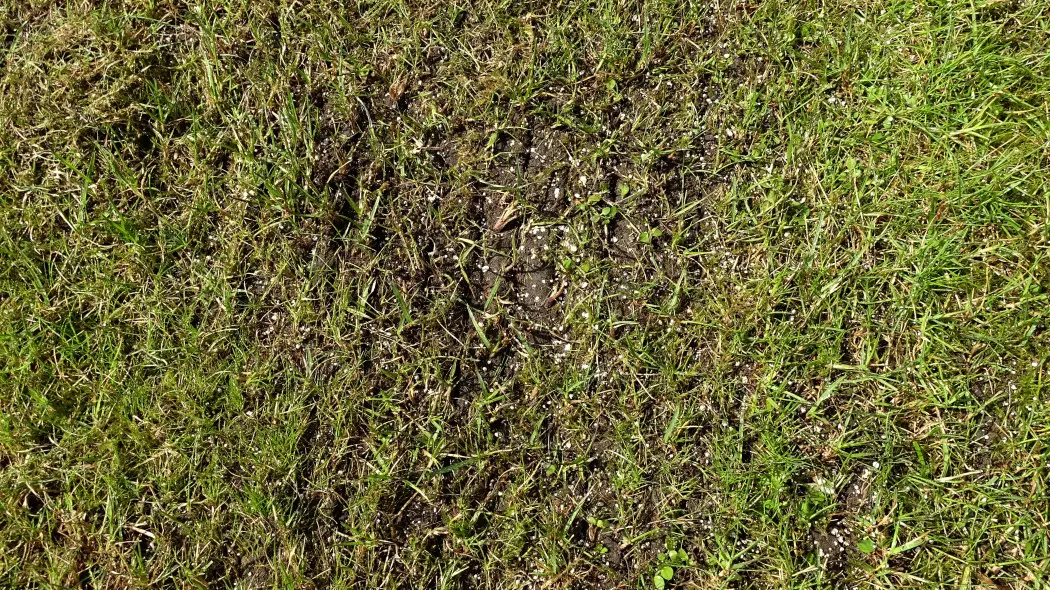 Dosiewka czy nawożenie? Co zrobić najpierw? Większość popełnia ten sam błąd