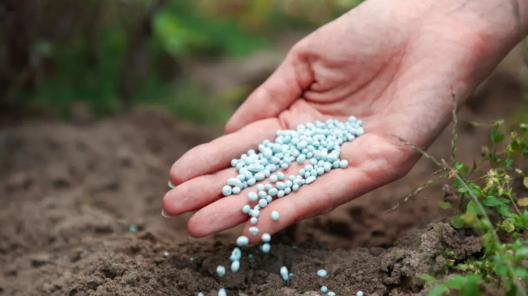 Pierwsze nawożenie ogrodu – jak nie popełnić błędu na starcie sezonu?