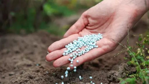 Pierwsze nawożenie po zimie. Zrób to teraz, by dać roślinom "zastrzyk energii"