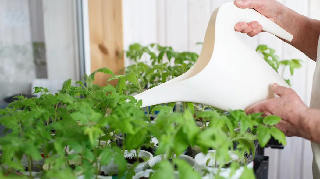 Nawożenie rozsady pomidorów