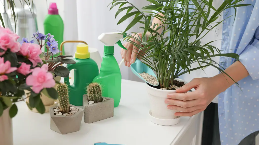 Nawożenie roślin domowych po zimie – właściwy moment pozwala uniknąć błędów