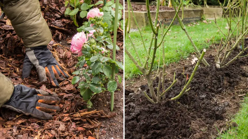 Ściółka i kompost pod różami wiosną