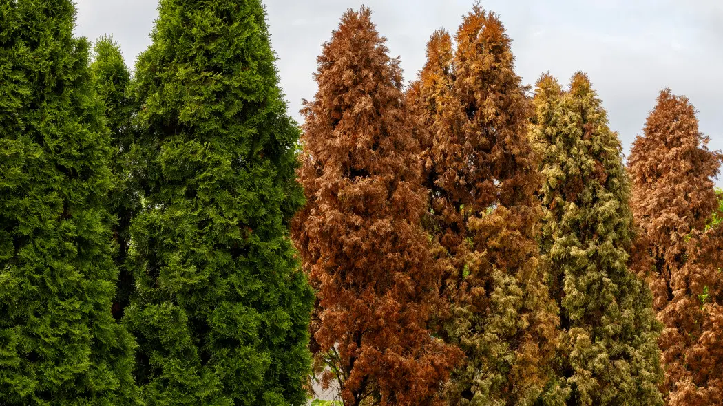 Sypiesz nawóz pod tuje i dziwisz się, że marnieją? Oto prawdziwy powód