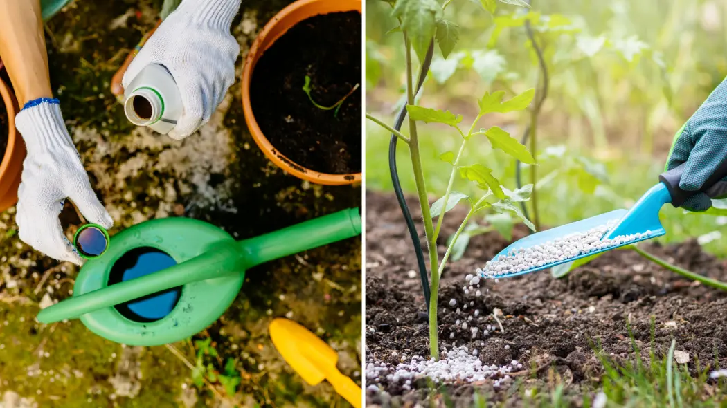 Płynny czy granulowany? Który nawóz jest lepszy dla roślin? I jak działają?